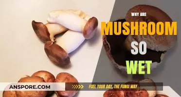 Mushrooms: Why They're Always So Damp
