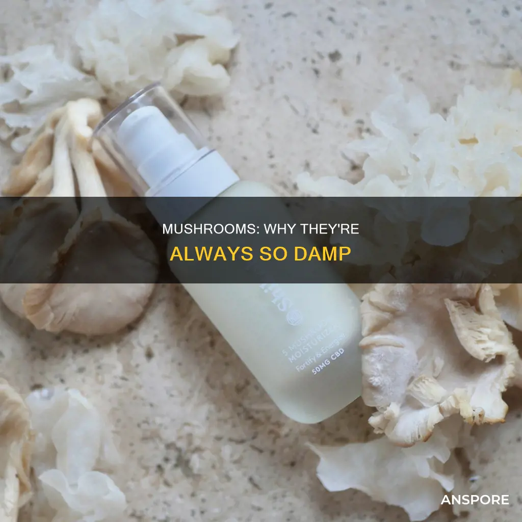 why are mushrooms so wet