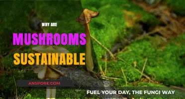 Mushrooms: Sustainable Superfood for a Green Future