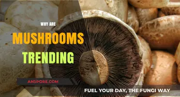 Mushrooms: The Superfood Trend Taking Over