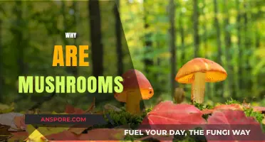 Mushrooms: Nature's Superfood Mystery Unveiled