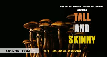 Golden Teacher Mushrooms: Causes of Tall, Skinny Growth Explained
