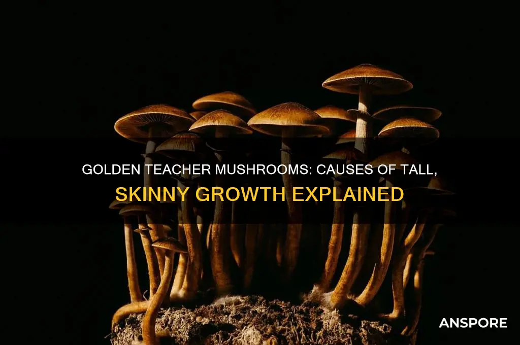 why are my golden teacher mushrooms growing tall and skinny