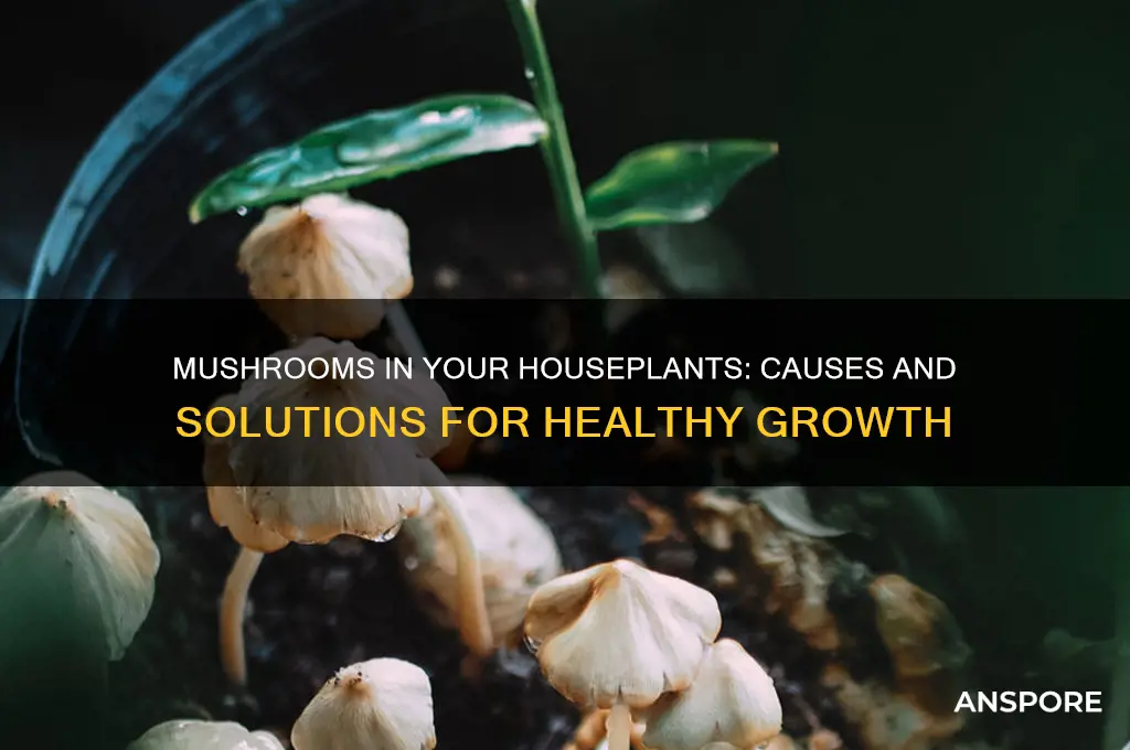 why are my houseplants growing mushrooms