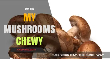 Mushroom Chewy Texture: What's the Science?