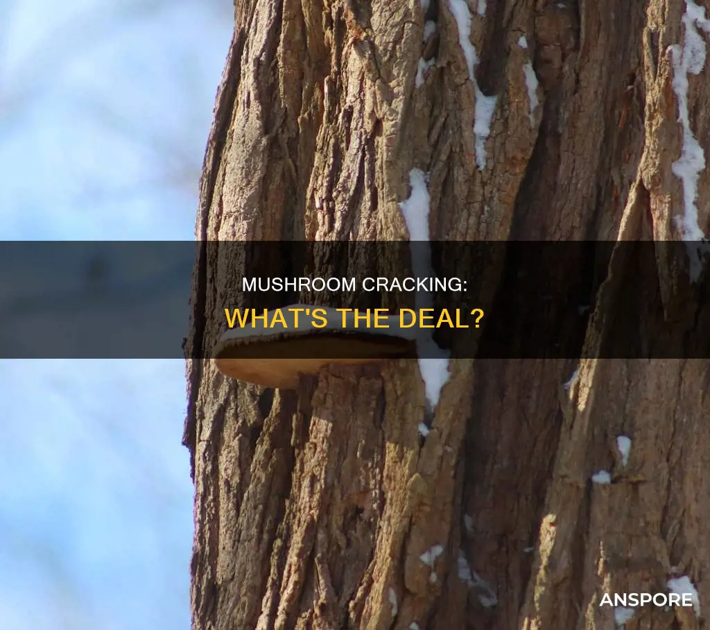 why are my mushrooms cracking