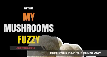 Mushroom Mysteries: Fuzzy Fungi Explained