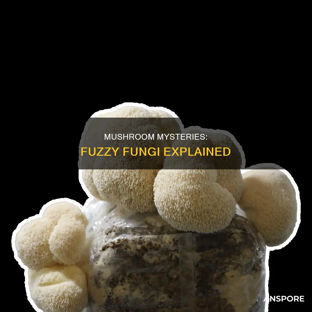 why are my mushrooms fuzzy