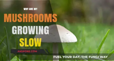 Slow Mushroom Growth: Common Causes and Solutions for Healthy Harvests