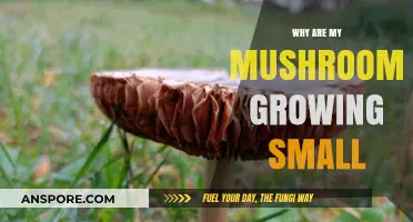 Troubleshooting Tiny Mushrooms: Key Factors for Optimal Fungal Growth