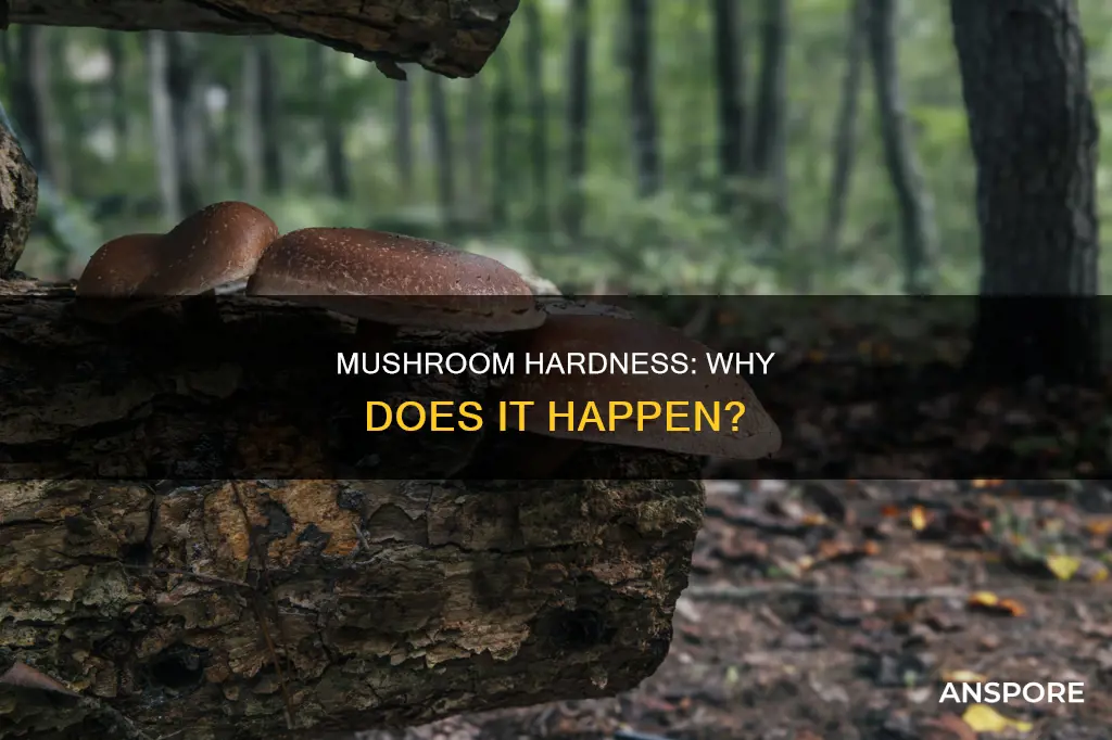 why are my mushrooms hard