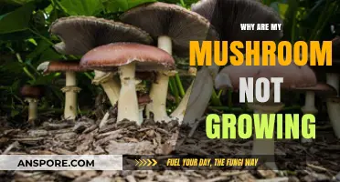 Troubleshooting Mushroom Growth: Common Mistakes and Solutions for Success
