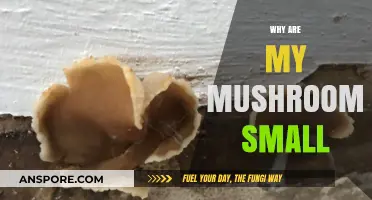 Mushroom Growing Pains: Why Are They So Small?