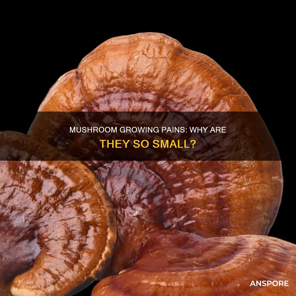 why are my mushrooms small