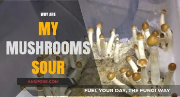 Mushroom Woes: Why Sour Taste?