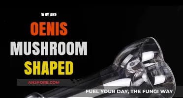 The Mushroom-Shaped Penis: Nature's Design Explained