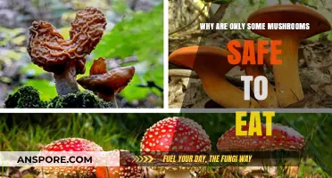 Edible vs. Toxic: Unveiling the Secrets of Safe Mushroom Consumption
