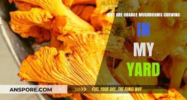 Why Orange Mushrooms Appear in Your Yard: Causes and Insights