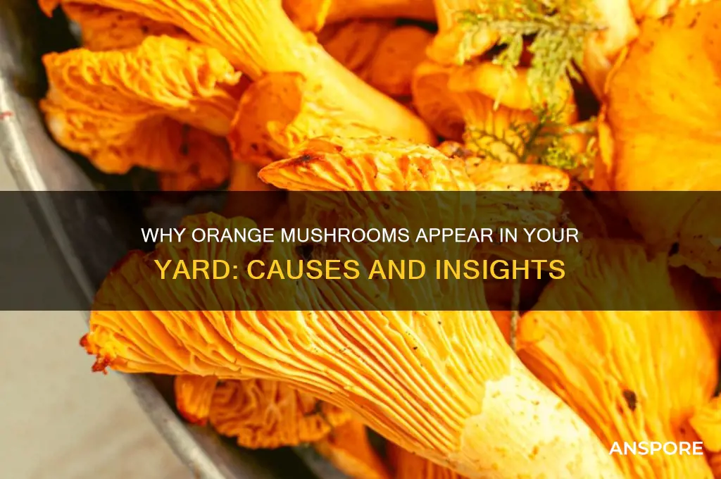 why are orange mushrooms growing in my yard