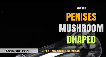 The Mushroom-Shaped Penis: Nature's Design Explained
