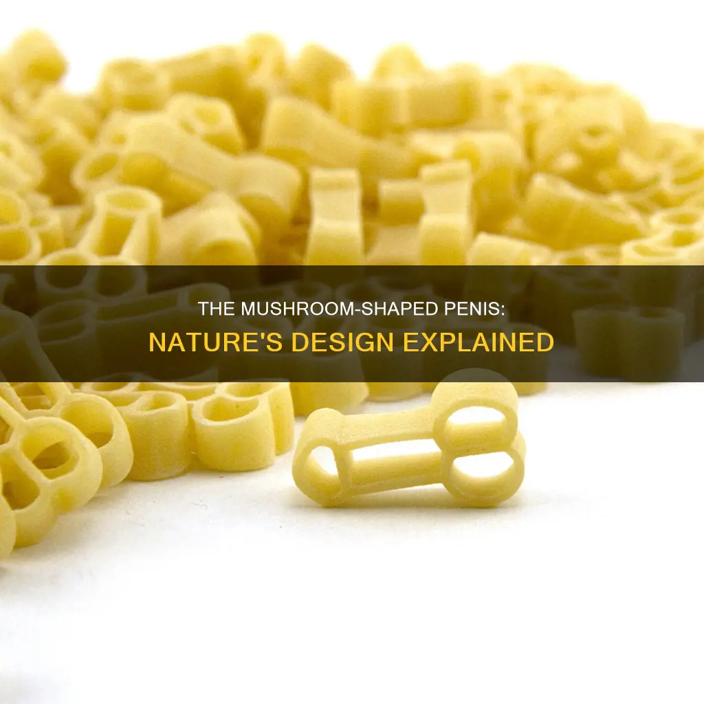 why are penises mushroom dhaped