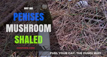 The Mushroom-Shaped Penis: An Evolutionary Mystery