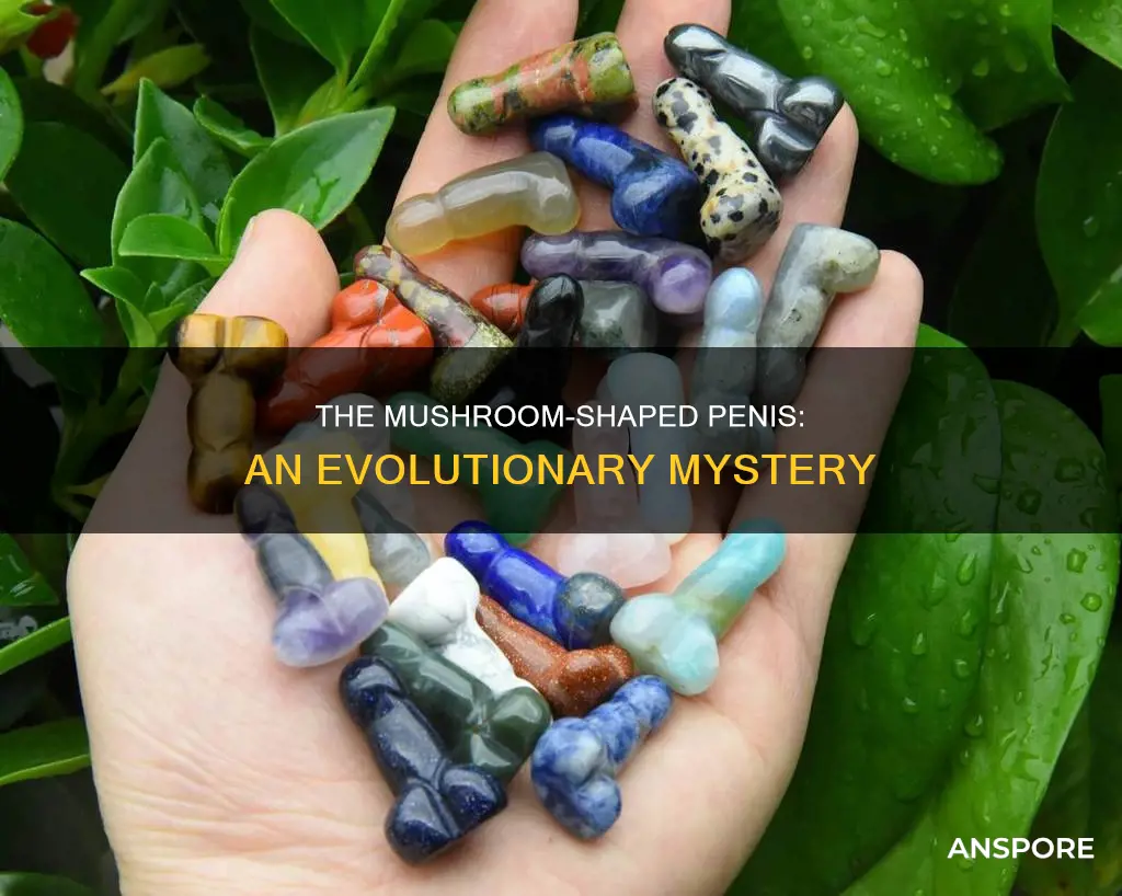 why are penises mushroom shaled