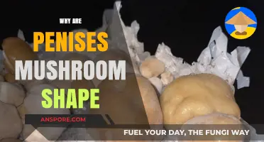The Mushroom-Shaped Penis: Nature's Design Explained