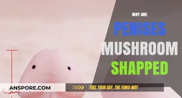 The Evolution of Mushroom-Shaped Penises