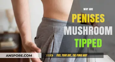 The Mushroom Tip: Why Penises Evolved This Way