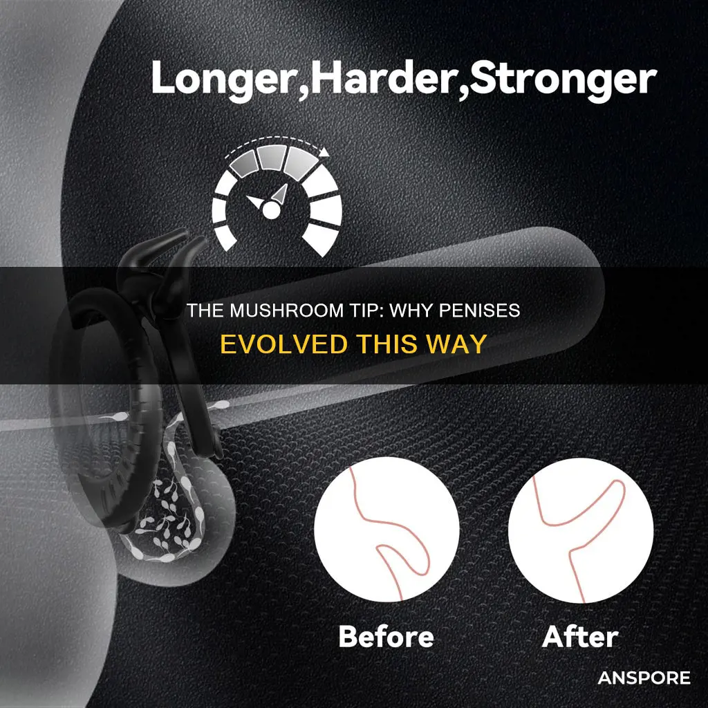 why are penises mushroom tipped