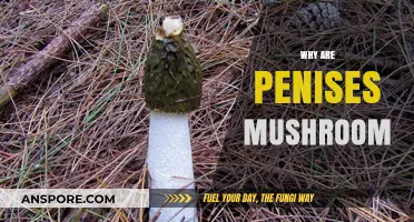 The Mushroom Mystery: Why Do Penises Resemble Mushrooms?