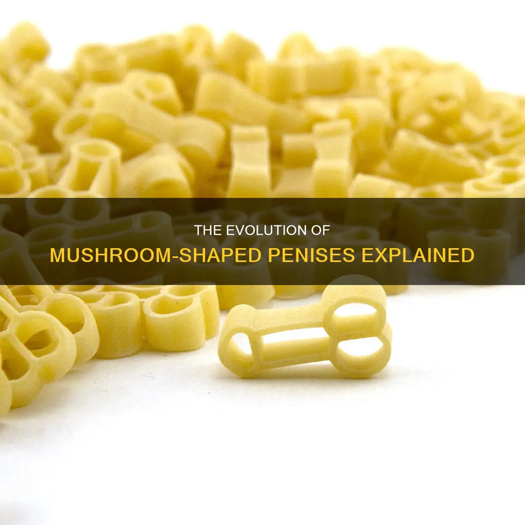 why are penises mushroomed shaped