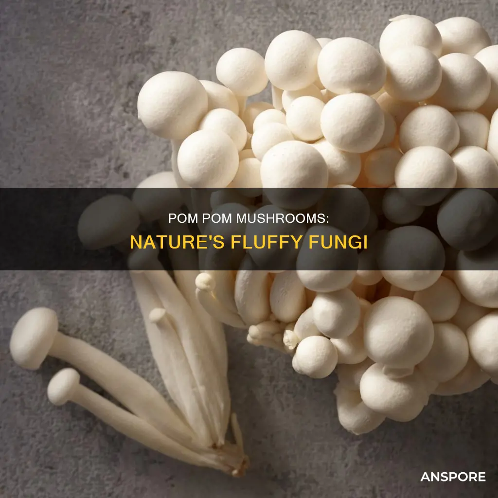 why are pom pom mushroom