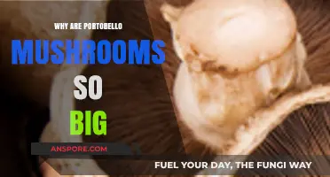 The Surprising Secrets Behind Portobello Mushrooms' Impressive Size