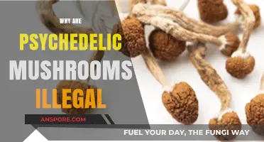 Psychedelic Mushrooms: Illegal, but Why?