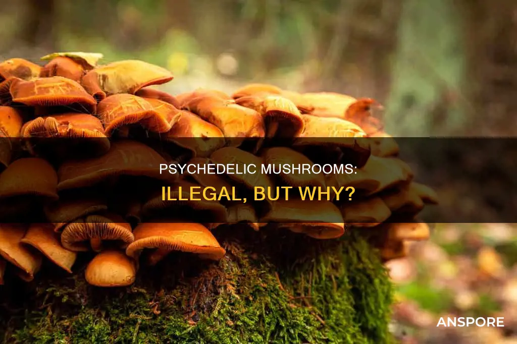 why are psychedelic mushrooms illegal