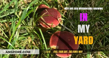 Red Mushrooms in Your Yard: Causes, Concerns, and Safe Removal Tips