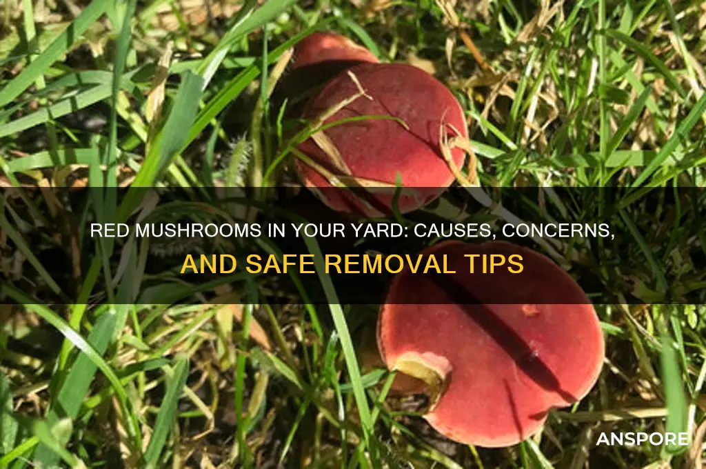 why are red mushrooms growing in my yard