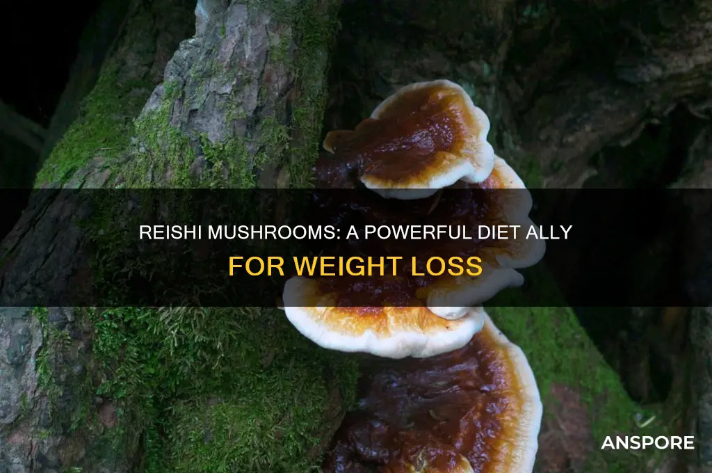 why are reishi mushrooms good for diets