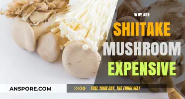 Shiitake Mushrooms: Why the High Price Tag?