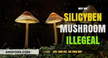 Magic Mushrooms: Illegal Status of Psilocybin