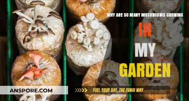 Mushroom Invasion: Why Your Garden is Suddenly Sprouting Fungi