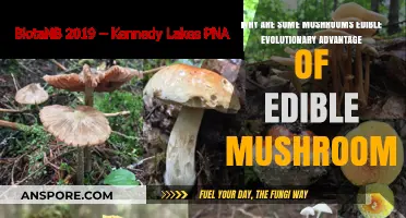 Edible Mushrooms' Evolutionary Edge: Survival Strategies and Human Benefits