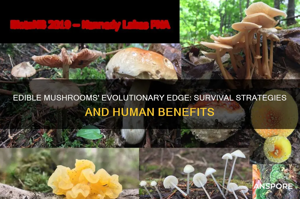 why are some mushrooms edible evolutionary advantage of edible mushrooms