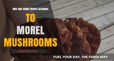 Understanding Morel Mushroom Allergies: Causes, Symptoms, and Prevention Tips