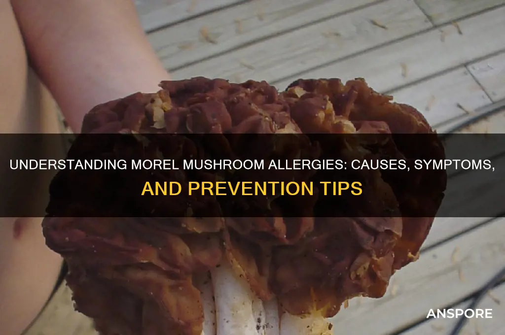 why are some people allergic to morel mushrooms