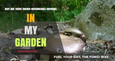 Brown Mushrooms in Your Garden: Causes and Solutions Explained