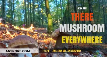Mushrooms' Ubiquity: Nature's Magic and Mysteries