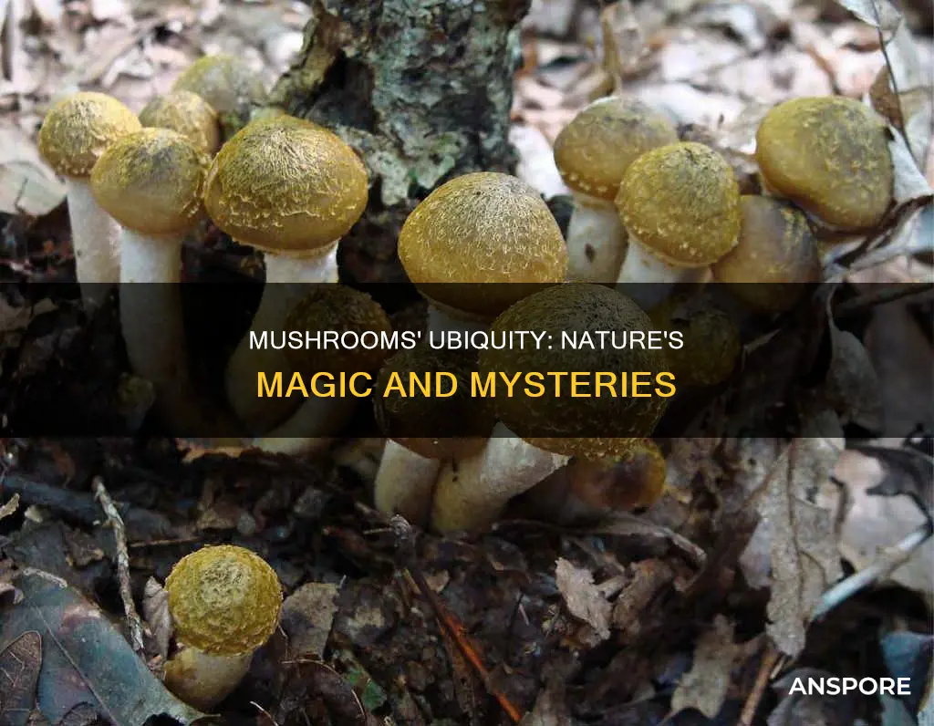 why are there mushrooms everywhere